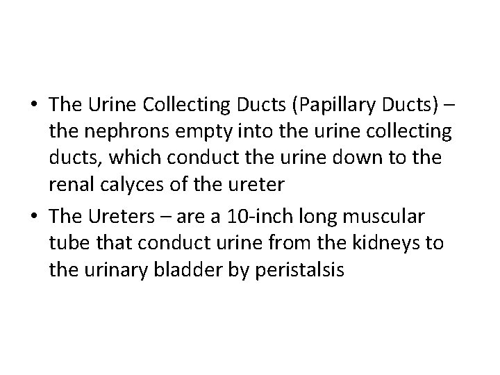  • The Urine Collecting Ducts (Papillary Ducts) – the nephrons empty into the