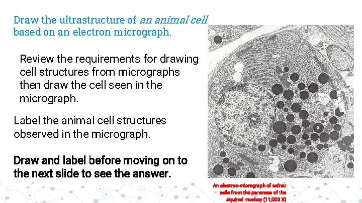 Draw the ultrastructure of an animal cell based on an electron micrograph. Review the