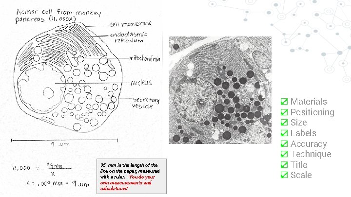 95 mm is the length of the line on the paper, measured with a
