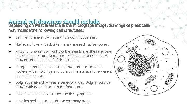 Animal cell drawings should include: “ Depending on what is visible in the micrograph