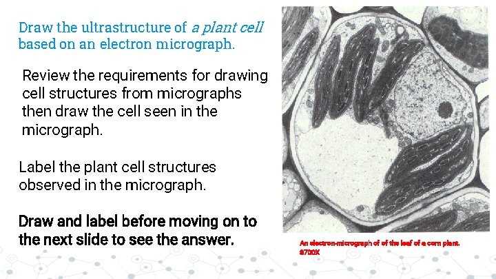 Draw the ultrastructure of a plant cell based on an electron micrograph. Review the