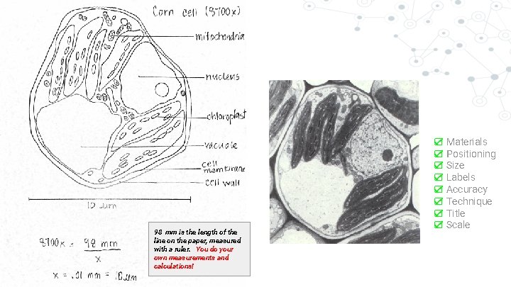 98 mm is the length of the line on the paper, measured with a