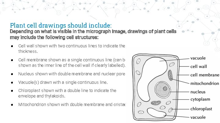Plant cell drawings should include: “ Depending on what is visible in the micrograph