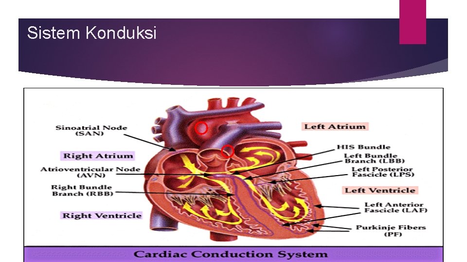 Sistem Konduksi 