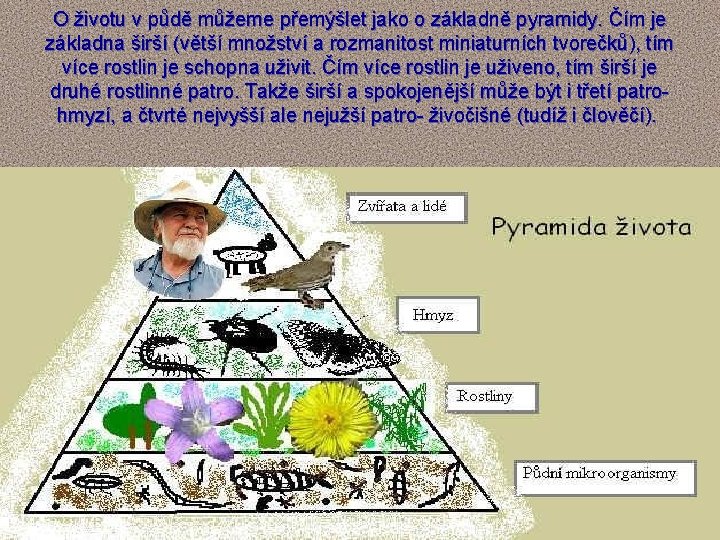 O životu v půdě můžeme přemýšlet jako o základně pyramidy. Čím je základna širší