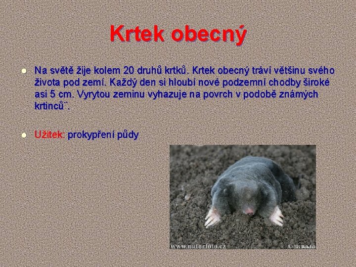 Krtek obecný l Na světě žije kolem 20 druhů krtků. Krtek obecný tráví většinu