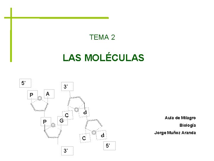 TEMA 2 LAS MOLÉCULAS 5’ 3’ A Aula de Milagro Biología C 3’ Jorge