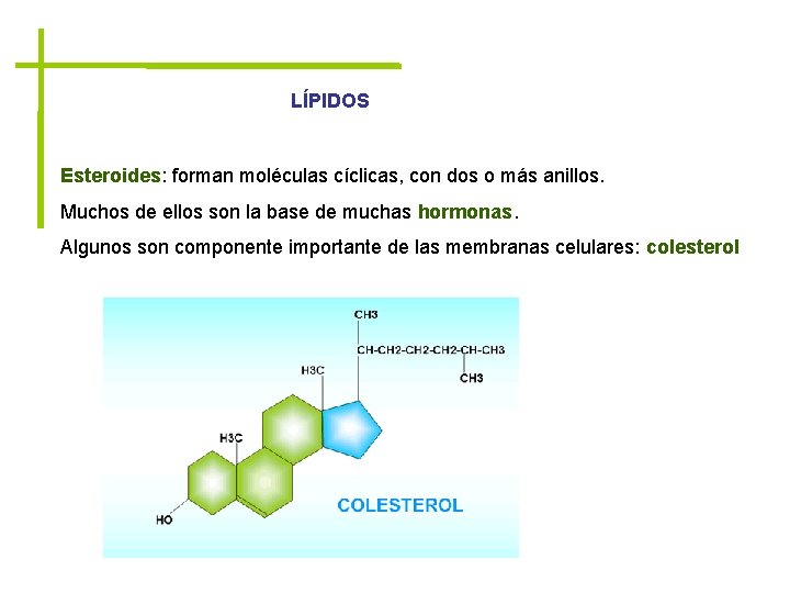 LÍPIDOS Esteroides: forman moléculas cíclicas, con dos o más anillos. Muchos de ellos son