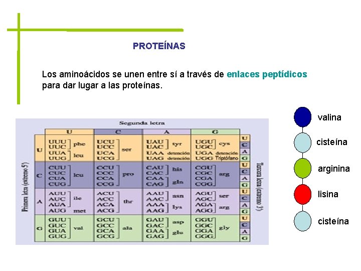 PROTEÍNAS Los aminoácidos se unen entre sí a través de enlaces peptídicos para dar