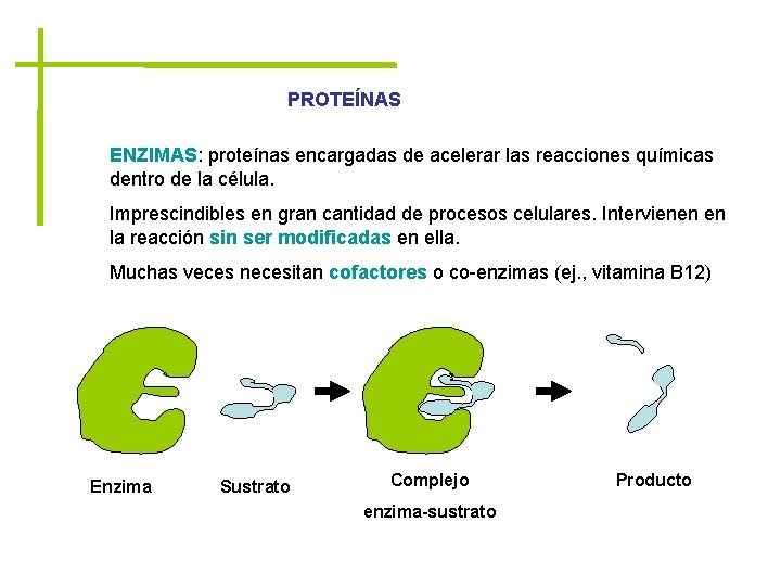 PROTEÍNAS ENZIMAS: proteínas encargadas de acelerar las reacciones químicas dentro de la célula. Imprescindibles