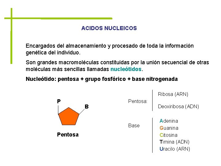 ACIDOS NUCLEICOS Encargados del almacenamiento y procesado de toda la información genética del individuo.