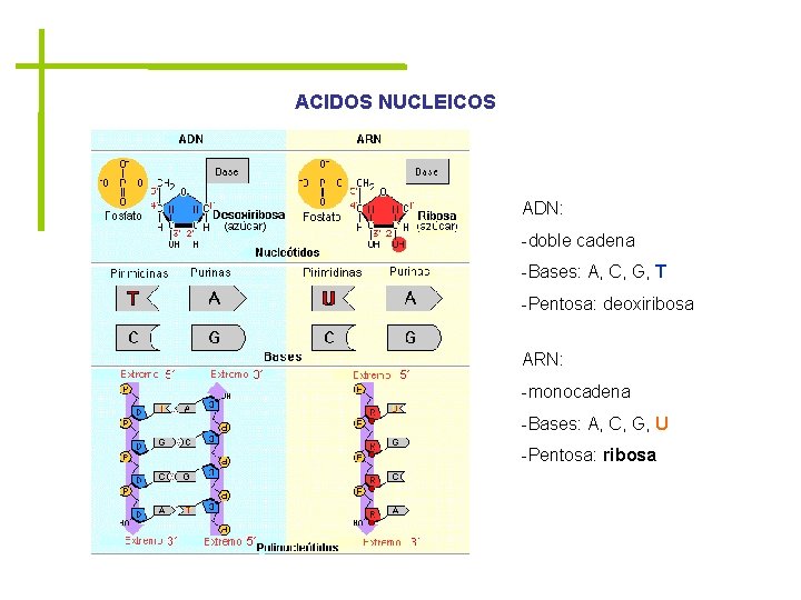 ACIDOS NUCLEICOS ADN: -doble cadena -Bases: A, C, G, T -Pentosa: deoxiribosa ARN: -monocadena