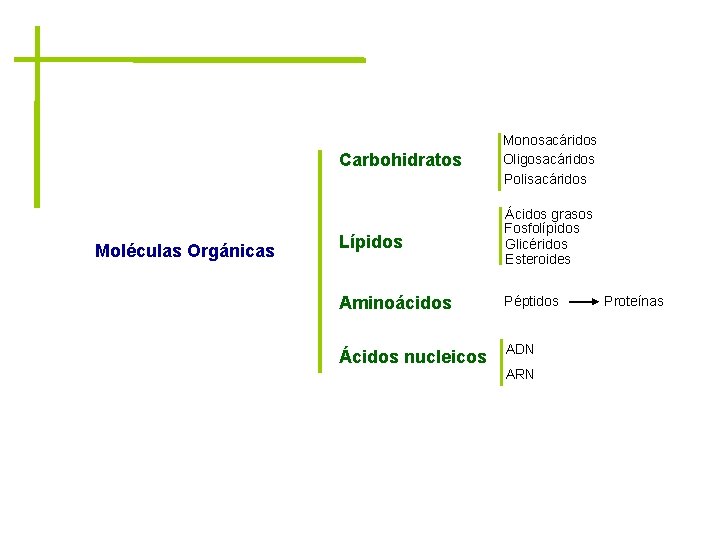 Moléculas Orgánicas Carbohidratos Monosacáridos Oligosacáridos Polisacáridos Lípidos Ácidos grasos Fosfolípidos Glicéridos Esteroides Aminoácidos Péptidos