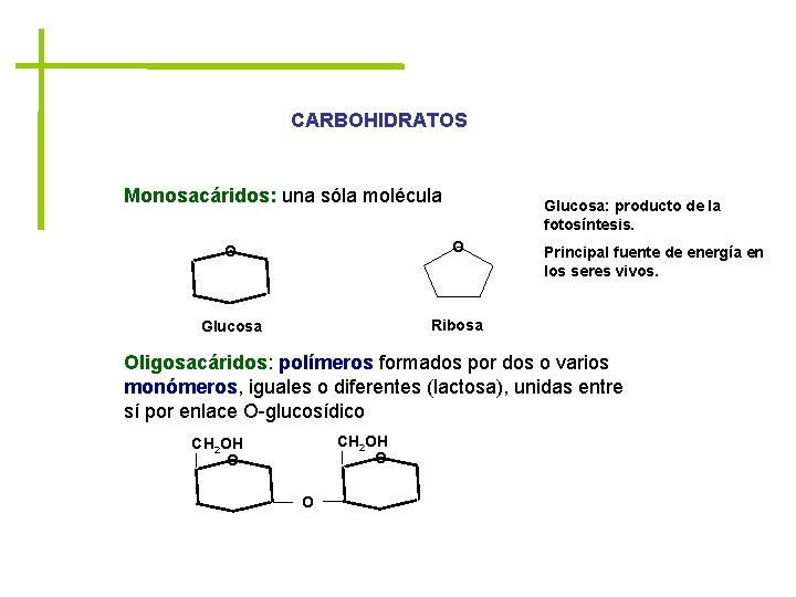 CARBOHIDRATOS Monosacáridos: una sóla molécula Glucosa: producto de la fotosíntesis. O O Glucosa Ribosa