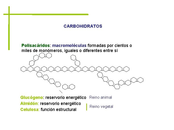 CARBOHIDRATOS Polisacáridos: macromoléculas formadas por cientos o miles de monómeros, iguales o diferentes entre