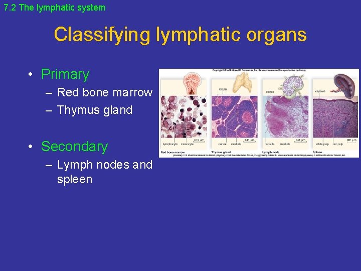 7. 2 The lymphatic system Classifying lymphatic organs • Primary – Red bone marrow