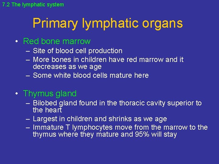 7. 2 The lymphatic system Primary lymphatic organs • Red bone marrow – Site
