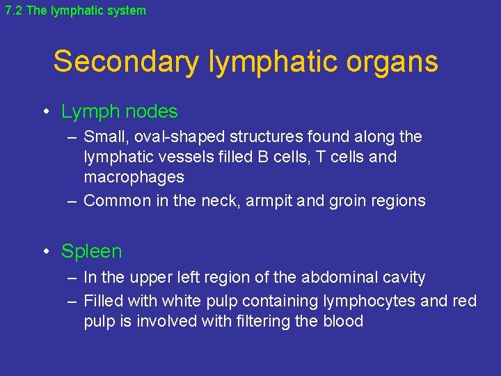 7. 2 The lymphatic system Secondary lymphatic organs • Lymph nodes – Small, oval-shaped
