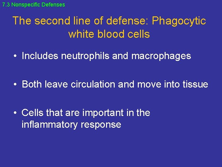 7. 3 Nonspecific Defenses The second line of defense: Phagocytic white blood cells •