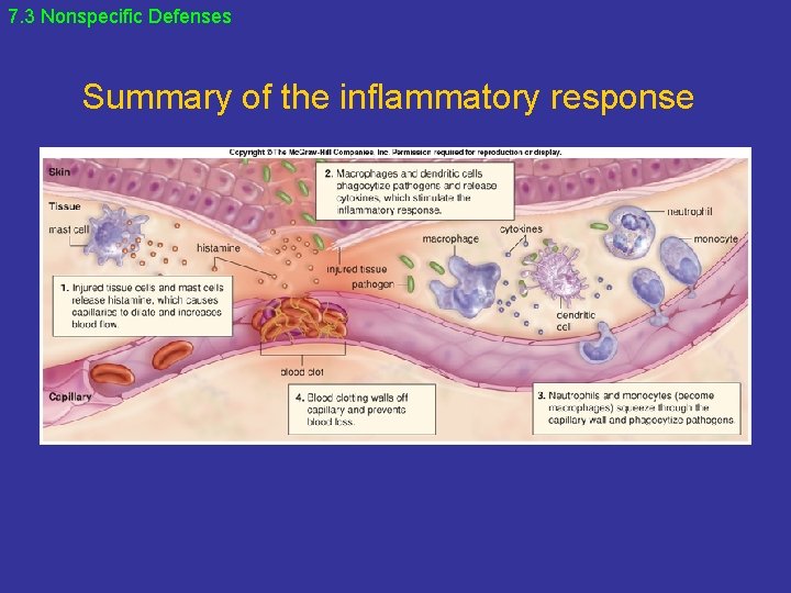7. 3 Nonspecific Defenses Summary of the inflammatory response 