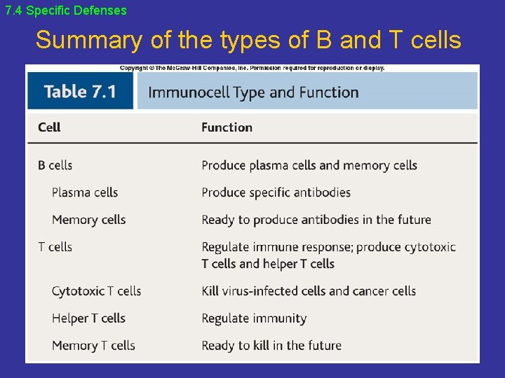 7. 4 Specific Defenses Summary of the types of B and T cells 