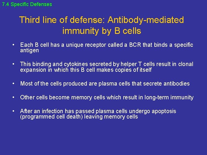 7. 4 Specific Defenses Third line of defense: Antibody-mediated immunity by B cells •