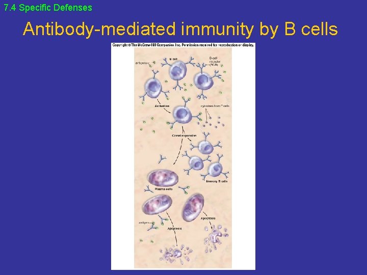 7. 4 Specific Defenses Antibody-mediated immunity by B cells 