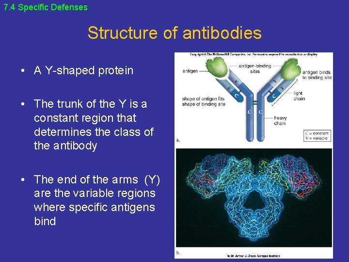 7. 4 Specific Defenses Structure of antibodies • A Y-shaped protein • The trunk