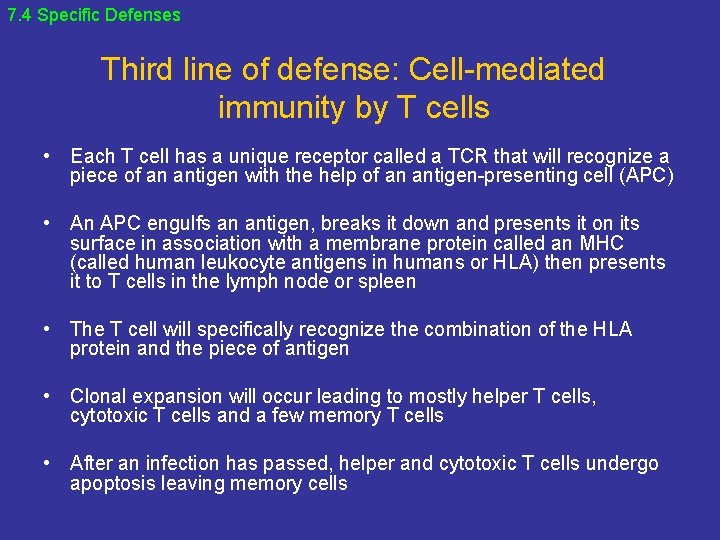 7. 4 Specific Defenses Third line of defense: Cell-mediated immunity by T cells •