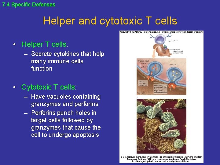 7. 4 Specific Defenses Helper and cytotoxic T cells • Helper T cells: –
