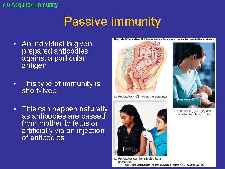 7. 5 Acquired immunity Passive immunity • An individual is given prepared antibodies against