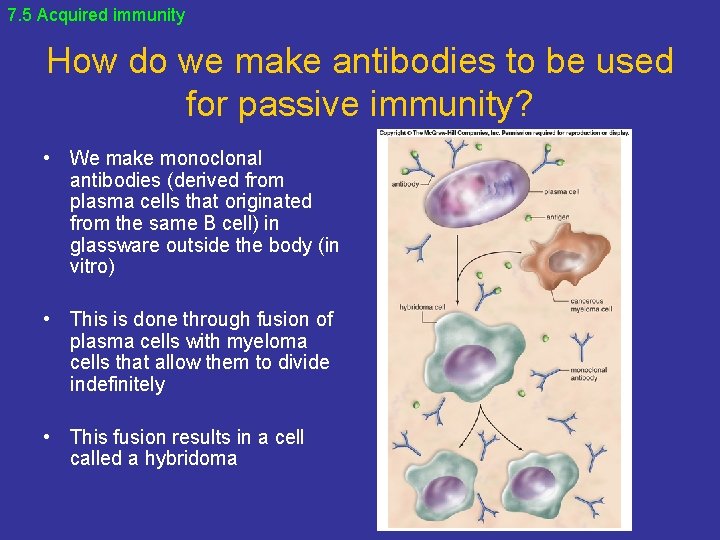7. 5 Acquired immunity How do we make antibodies to be used for passive