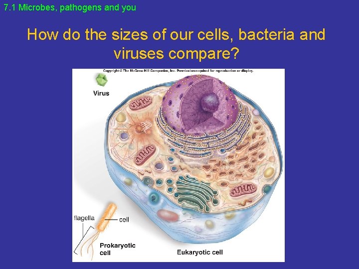 7. 1 Microbes, pathogens and you How do the sizes of our cells, bacteria