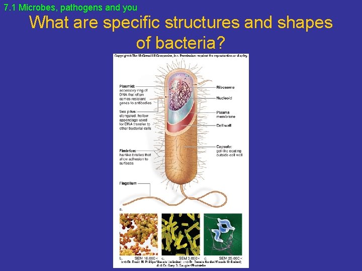 7. 1 Microbes, pathogens and you What are specific structures and shapes of bacteria?