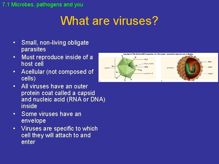 7. 1 Microbes, pathogens and you What are viruses? • Small, non-living obligate parasites
