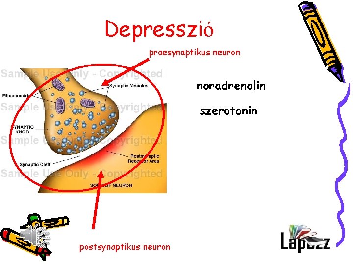 Depresszió praesynaptikus neuron noradrenalin szerotonin postsynaptikus neuron 