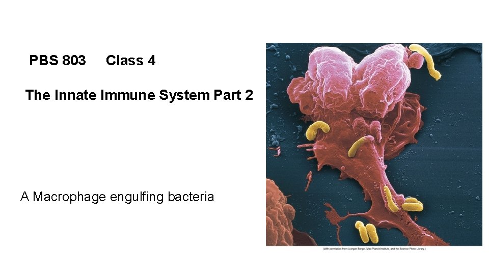 PBS 803 Class 4 The Innate Immune System Part 2 A Macrophage engulfing bacteria