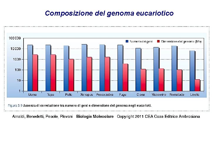 Composizione del genoma eucariotico 