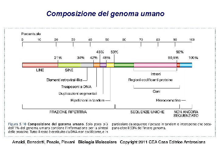 Composizione del genoma umano 