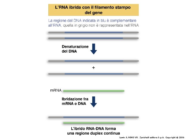 Lewin, IL GENE VIII, Zanichelli editore S. p. A. Copyright © 2006 