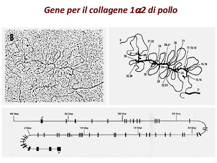 Gene per il collagene 1 a 2 di pollo 