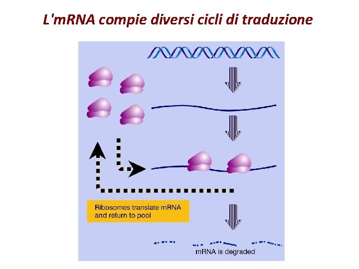 L'm. RNA compie diversi cicli di traduzione 