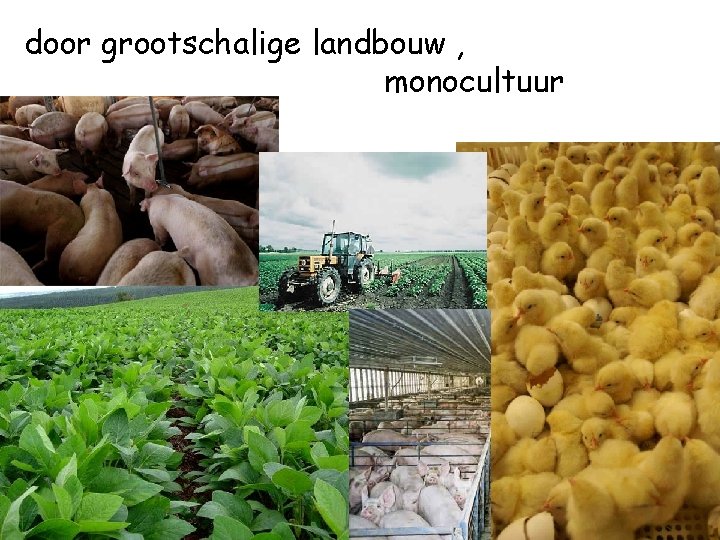 door grootschalige landbouw , monocultuur 