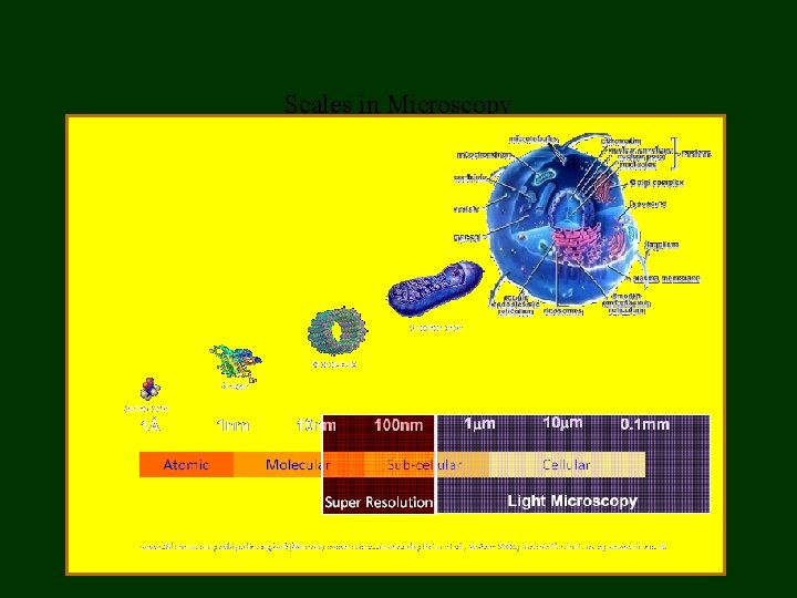 Scales in Microscopy 