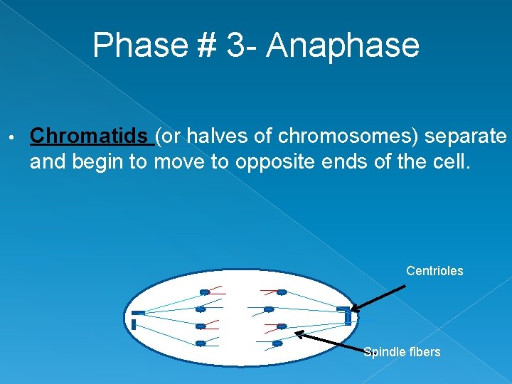 Phase # 3 - Anaphase • Chromatids (or halves of chromosomes) separate and begin