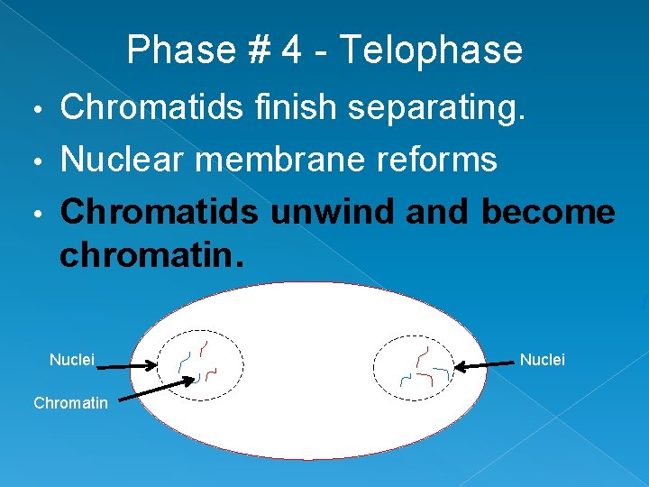 Phase # 4 - Telophase Chromatids finish separating. • Nuclear membrane reforms • Chromatids