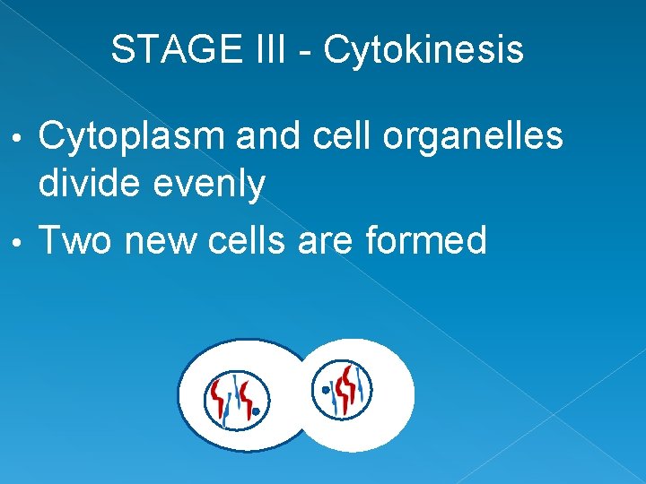 STAGE III - Cytokinesis Cytoplasm and cell organelles divide evenly • Two new cells