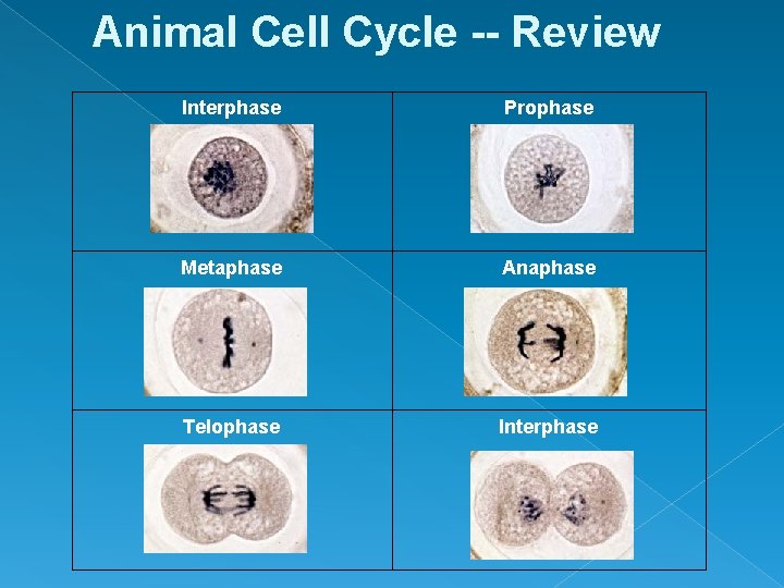 Animal Cell Cycle -- Review Interphase Prophase Metaphase Anaphase Telophase Interphase 