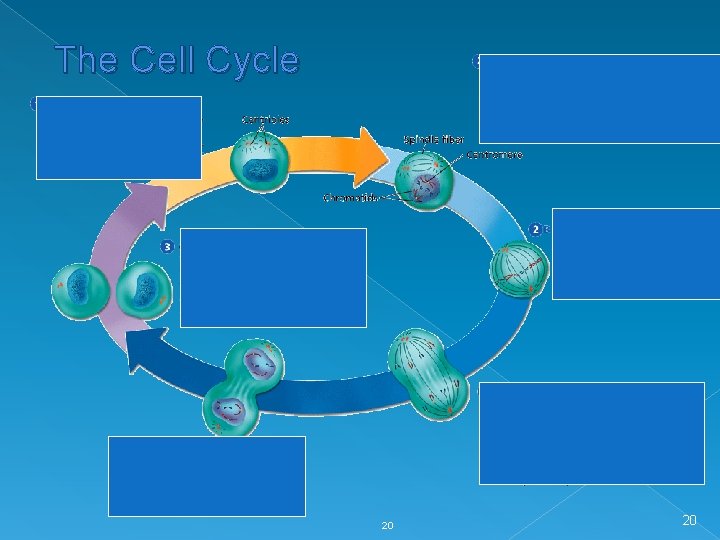 The Cell Cycle 20 20 
