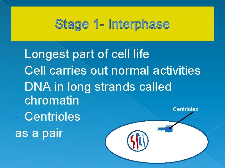 Stage 1 - Interphase Longest part of cell life Cell carries out normal activities